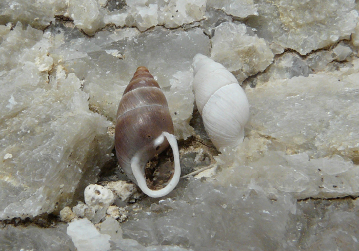 Chondrula (Mastus) pupa